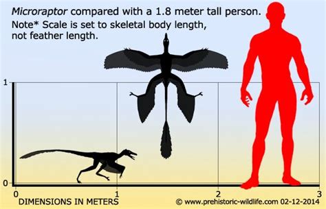 microraptor compared to human.